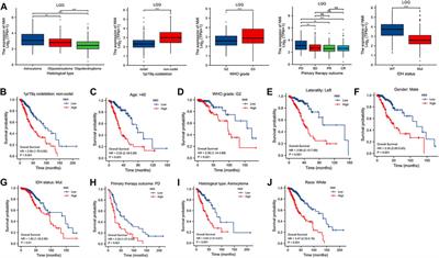 NMI: a potential biomarker for tumor prognosis and immunotherapy